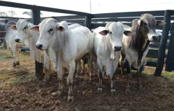 Pe�a de carne fica mais cara: pre�o do boi sobe 5% e bezerro bate recorde hist�rico