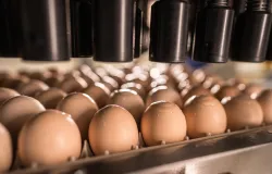 Brasil vai produzir 64,8 bilh�es de ovos em 2026 e quebra recorde hist�rico