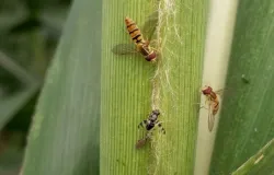 Insetos amigos e chuva ajudam a controlar pulg�o que ataca lavouras de sorgo em Minas Gerais