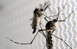 Quase metade das cidades brasileiras est� com risco de dengue, mas casos caem 70%