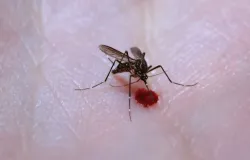 Brasil: 49% dos munic�pios est�o em alerta para o mosquito da dengue