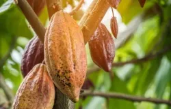 Produ��o de cacau no Brasil cresce 25% e bate recorde de 226 mil toneladas