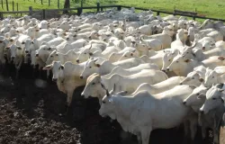 Pre�o do boi gordo dispara e atinge R$ 385 a arroba em S�o Paulo