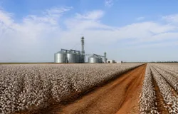 Produtora rural � reeleita para liderar associa��o do algod�o na Bahia