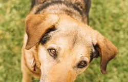 Calor extremo: veja como proteger a sa�de de crian�as, idosos e pets