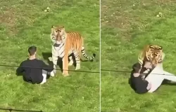 Homem � morto por tigre ap�s invadir jaula em zool�gico da Inglaterra