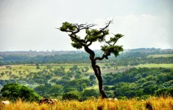 Estudo revela como o solo e o clima decidem se o Cerrado guarda carbono ou o libera para a atmosfera