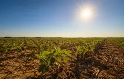 Calor extremo do El Ni�o pode derrubar colheita de soja em 2026, alerta especialista