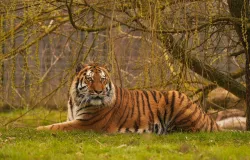 Tigre calmo mata homem em parque de Yorkshire no Reino Unido, revela reportagem