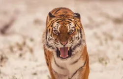 Tigre que matou homem em zool�gico n�o ser� morto, diz parque