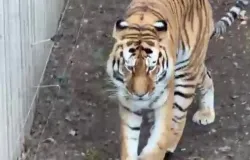Especialista revela teoria perturbadora sobre o que o tigre fez durante ataque fatal em zool�gico da Inglaterra