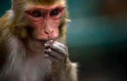 Macacos invadem casas e ferem 40 pessoas, sobrecarregando hospital no Nepal