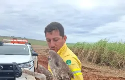 Filhote de anta resgatada com perna quebrada no interior de SP recupera peso e ganha nome