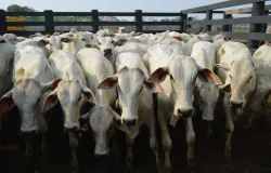 Pre�o do boi sobe 3,76% em outubro e deixa pecuaristas ricos, aponta estudo
