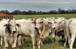 Custo do boi sobe e reduz lucro dos matadouros em S�o Paulo