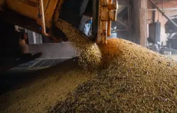 Produ��o de gr�os do Brasil deve crescer apesar das chuvas do El Ni�o