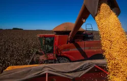 Brasil bate recorde: colheita de gr�os deve chegar a 354 milh�es de toneladas em 2026