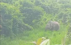 Homem e esposa perdem membros ap�s serem atacados por elefante no Sri Lanka