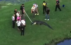 Homem de 71 anos morre ap�s ser atacado por jacar� de 3,6 metros enquanto pescava em lago nos EUA