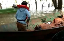 El Ni�o causa risco de enchente e faz pecuaristas retirarem milhares de bois da Argentina