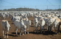 Pre�o do boi gordo para de subir, mas continua alto no Brasil