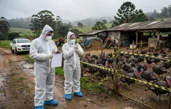 Brasil declara emerg�ncia sanit�ria ap�s surto de gripe avi�ria em fazenda de perus no sul