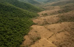 IBGE revela: �reas verdes protegidas no Brasil mais que dobraram e seguram esp�cies raras