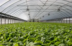 Safra 26/27 de soja j� custa 5,7 sacas por hectare a mais que m�dia de 7 anos