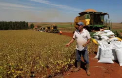 Safra recorde do Brasil em risco devido a El Ni�o e pre�os altos de fertilizantes