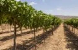 Produtores do Nordeste usam mais produtos biol�gicos para vender frutas para o exterior