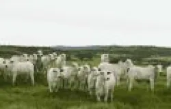 Controle de parasitas se torna essencial com a chegada do inverno no Rio Grande do Sul