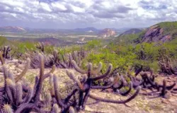 BNDES e Petrobras investem R$ 50 milh�es para ajudar agricultura familiar no Semi�rido