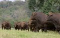 Leil�o de touros Bonsmara vende todos os animais e fatura alto