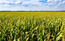 USDA eleva safra americana de milho e soja com �rea maior