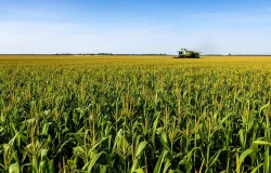 USDA eleva safra americana de milho e soja com �rea maior