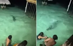 Turistas fogem de crocodilo em banho noturno em Belize