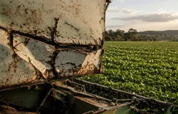 O agro quebra mais que qualquer outro setor - e n�o � por causa da safra