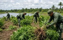 Maranh�o erradica 22 mil p�s de maconha na baixada em ofensiva ao tr�fico