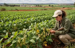 Safra de Soja do Brasil 26/27 Ter� Queda de 3,3%, Prev� P�tria Agroneg�cios