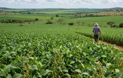 Soja salta a 1,7 milh�o de hectares no Tocantins na safra 2025/26
