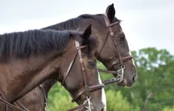 Trag�dia nos haras: mortes de cavalos por ra��o contaminada acendem alerta sobre seguran�a alimentar animal
