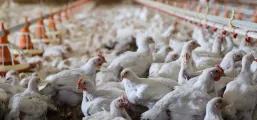 Mercado de frango vivo mostra estabilidade e atacado segue em alta no Brasil