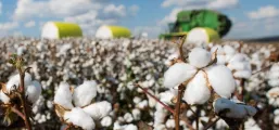 Mercado de algodo registra ajustes tcnicos e liquidez moderada no Brasi
