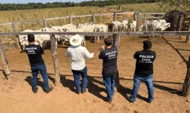 Pol�cia Civil recupera 33 cabe�as de gado furtadas de propriedade rural em Cocalinho