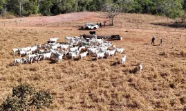120 bois suspeitos de serem roubados s�o achados em fazenda em MT