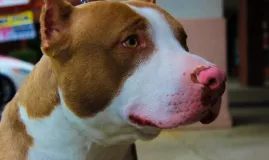 Homem quebra casa dos pais e usa pitbull para atacar policiais em MT