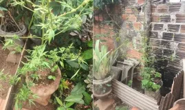 Den�ncia de viol�ncia dom�stica leva � pris�o de homem e apreens�o de p�s de maconha em Mortugaba