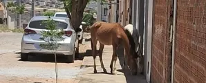 Brumado intensifica fiscaliza��o contra animais soltos em vias p�blicas; entenda a nova medida