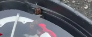 Jovem fica quase 1 hora com cobra venenosa escondida dentro do capacete