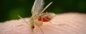 Leishmaniose: entenda o que � a doen�a e como se proteger do quadro